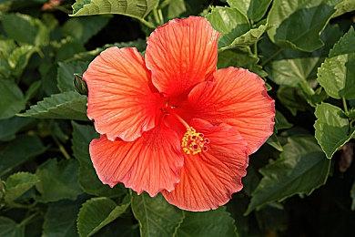 2D动作冒险游戏《迷石地牢》5月17日发售 支持中文